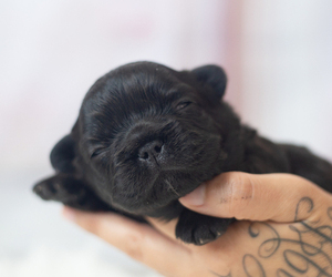 French Bulldog Puppy for sale in PALM SPRINGS, CA, USA
