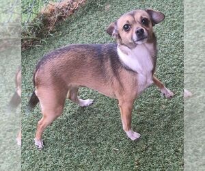 Chihuahua-Unknown Mix Dogs for adoption in Carrollton, TX, USA