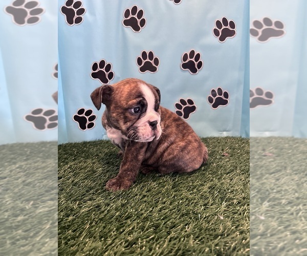 Medium Photo #8 Bulldog Puppy For Sale in BOWLING GREEN, KY, USA