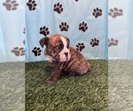 Small #7 Bulldog