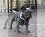 Small #8 French Bulldog