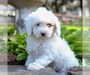 Poodle (Miniature) Puppy for sale in LITITZ, PA, USA