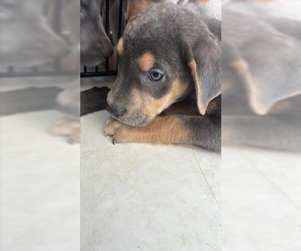 Medium Photo #1 Labrador Retriever Puppy For Sale in Houston, TX, USA