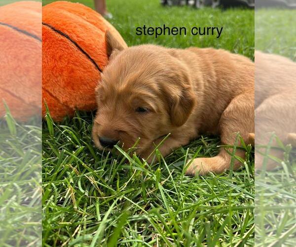 Medium Photo #20 Golden Retriever Puppy For Sale in LIME SPRINGS, IA, USA