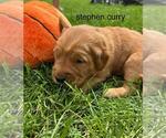 Small #19 Golden Retriever
