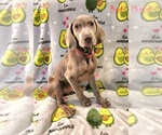 Puppy Red Weimaraner