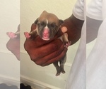 Small Photo #10 American Pit Bull Terrier Puppy For Sale in NEWARK, NJ, USA