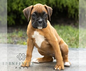 Boxer Puppy for sale in HONEY BROOK, PA, USA