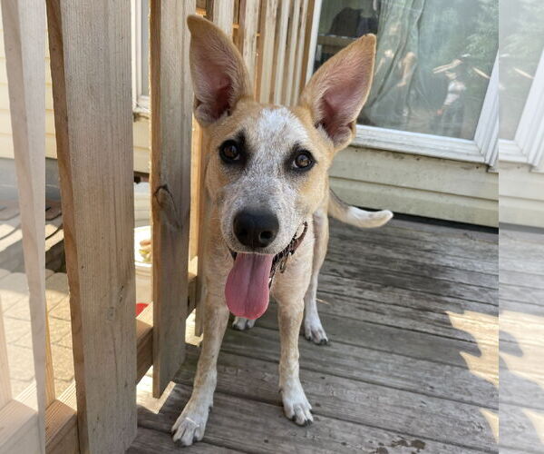 Medium Photo #1 Mutt Puppy For Sale in Techny, IL, USA