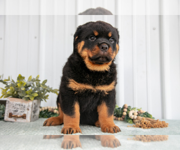 Medium Photo #3 Rottweiler Puppy For Sale in BERNE, IN, USA