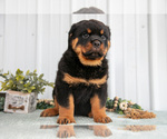 Small Photo #10 Rottweiler Puppy For Sale in BERNE, IN, USA