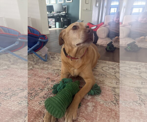 Medium Photo #4 Labrador Retriever-Unknown Mix Puppy For Sale in McKinney, TX, USA