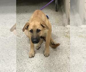 German Shepherd Dog-Unknown Mix Dogs for adoption in Conroe, TX, USA