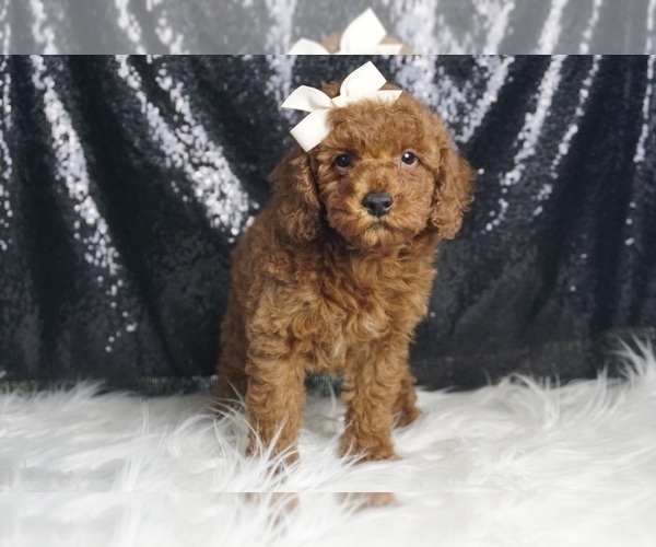 Medium Photo #4 Poodle (Miniature) Puppy For Sale in WARSAW, IN, USA