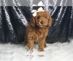 Small Photo #4 Poodle (Miniature) Puppy For Sale in WARSAW, IN, USA