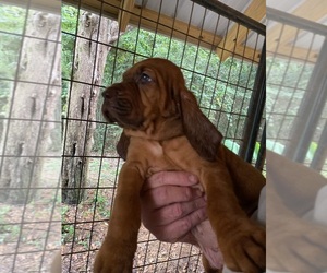 Bloodhound Puppy for sale in MILTON, FL, USA