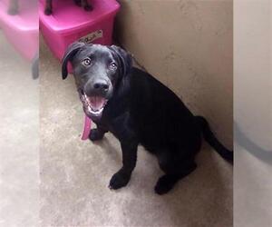 Mutt Dogs for adoption in San Antonio, TX, USA