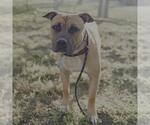 Small American Bulldog