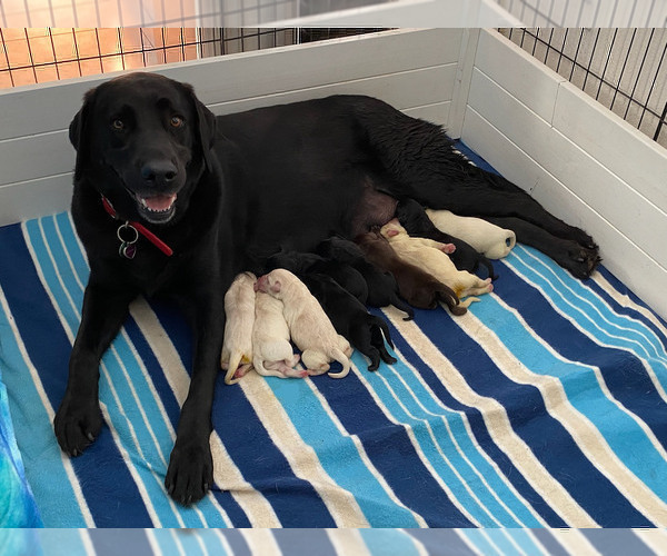 Medium Photo #1 Labrador Retriever Puppy For Sale in PALM COAST, FL, USA