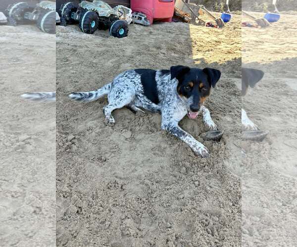 Medium Photo #2 Mutt Puppy For Sale in Paso Robles, CA, USA