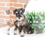 Small Photo #11 Schnauzer (Miniature) Puppy For Sale in SYRACUSE, IN, USA