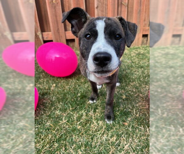 Medium Photo #14 Mutt Puppy For Sale in Plainfield, IL, USA