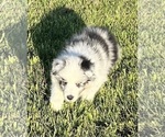 Small Photo #16 Shetland Sheepdog Puppy For Sale in FORT MORGAN, CO, USA