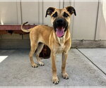 Small Catahoula Leopard Dog Mix