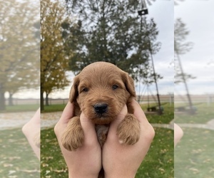 Goldendoodle (Miniature) Puppy for sale in ARCOLA, IL, USA