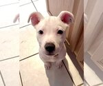 Small Photo #3 Bull Terrier-Unknown Mix Puppy For Sale in McKinney, TX, USA