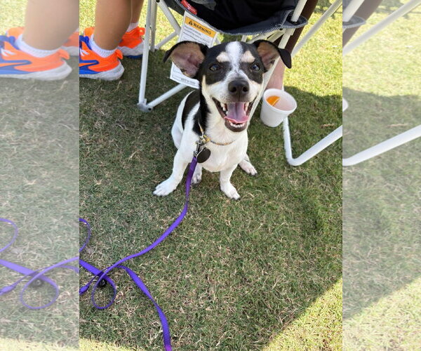Medium Photo #1 Mutt Puppy For Sale in Royal Palm Beach, FL, USA