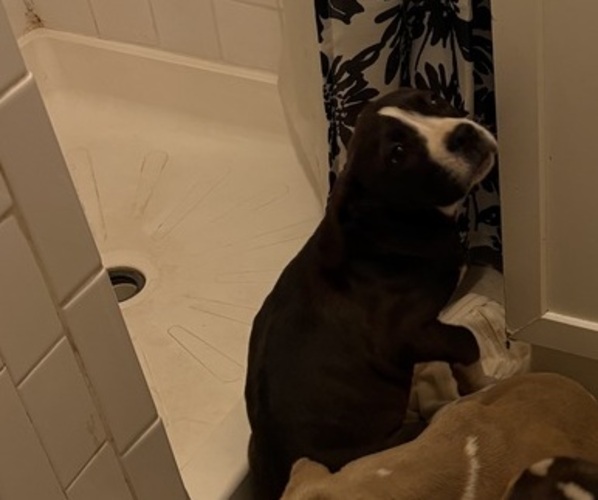 Medium Photo #1 American Pit Bull Terrier Puppy For Sale in MANASSAS, VA, USA