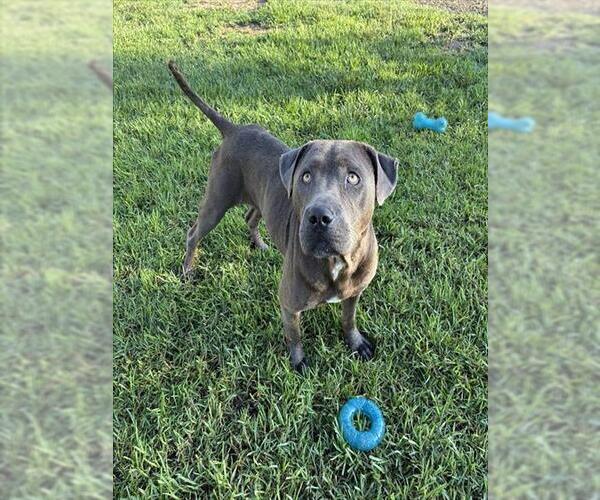 Medium Photo #2 Mutt Puppy For Sale in Riverside, CA, USA