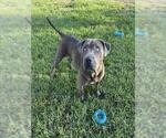 Small Photo #2 Mutt Puppy For Sale in Riverside, CA, USA