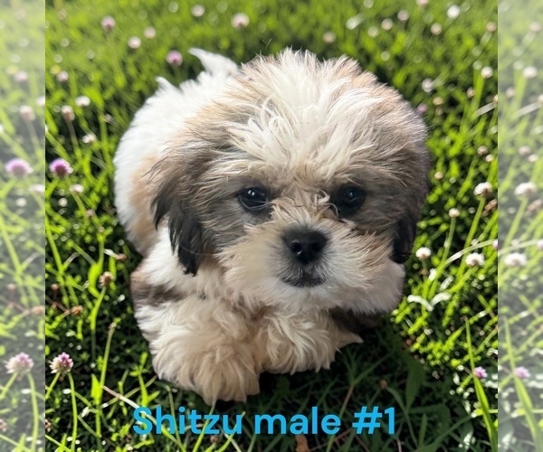 Medium Photo #1 Shih Tzu Puppy For Sale in MONTPELIER, OH, USA
