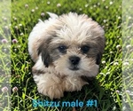 Image preview for Ad Listing. Nickname: Litter of 3