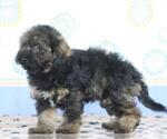 Small #1 -Havanese Mix