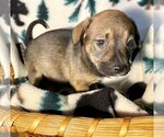 Small #8 Mountain Cur Mix