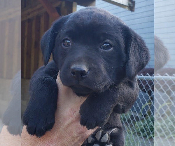 Medium Photo #16 Labrador Retriever Puppy For Sale in OLYMPIA, WA, USA