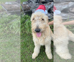 Small Photo #3 Goldendoodle Puppy For Sale in SEBRING, FL, USA