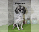 Small #15 Poodle (Toy)