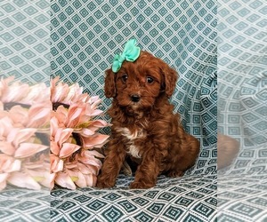 Cavapoo Puppy for sale in KIRKWOOD, PA, USA
