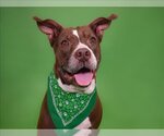 Small American Bulldog Mix