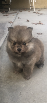 Medium Photo #1 Pomeranian Puppy For Sale in BAKERSFIELD, CA, USA