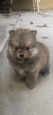Pomeranian Puppy for sale in BAKERSFIELD, CA, USA