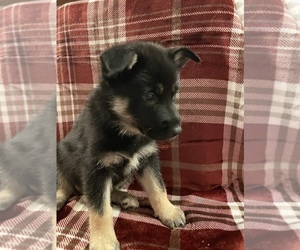 German Shepherd Dog-Siberian Husky Mix Puppy for sale in NORTH CANTON, OH, USA