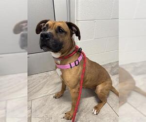 American Pit Bull Terrier-Unknown Mix Dogs for adoption in Canfield, OH, USA
