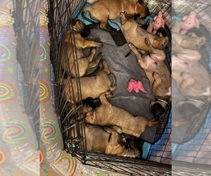 Belgian Malinois Puppy for sale in JACKSONVILLE, FL, USA