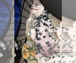 Small #3 Dalmatian