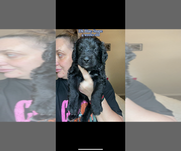 Medium Photo #5 Bernedoodle Puppy For Sale in BELMONT, NC, USA